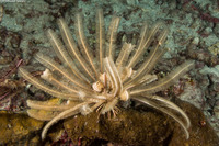 Stephanometra indica (Indian Feather Star)
