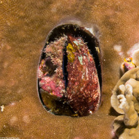 Lamarcka ventricosa (Ventricose Ark Clam)