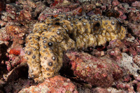 Holothuria sp.1 (Holothuria sp.1)