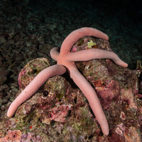Linckia laevigata (Blue Sea Star)