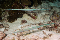 Fistularia commersonii (Bluespotted Cornetfish)