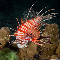 Pterois antennata (Spotfin Lionfish)