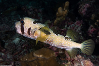 Diodon liturosus (Black-Blotched Porcupinefish)