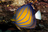 Pomacanthus annularis (Blue-Ringed Angelfish)