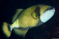 Balistoides viridescens (Titan Triggerfish)
