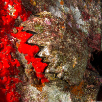 Hyotissa hyotis (Honeycomb Oyster)