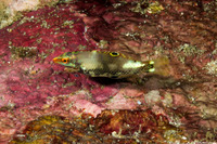 Halichoeres hortulanus (Checkerboard Wrasse)
