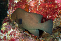 Aethaloperca rogaa (Redmouth Grouper)