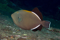 Melichthys indicus (Indian Triggerfish)