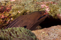 Gymnothorax javanicus (Giant Moray)