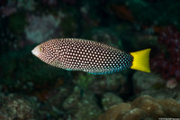Anampses meleagrides (Yellowtail Wrasse)