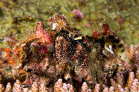 Dardanus lagopodes (Dark Knee Hermit Crab)