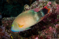Cheilinus trilobatus (Tripletail Wrasse)