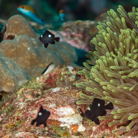 Dascyllus trimaculatus (Threespot Dascyllus)