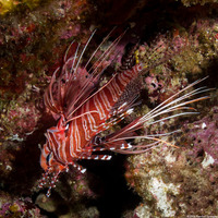 Pterois antennata (Spotfin Lionfish)