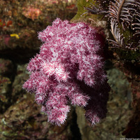 Dendronephthya sp.1 (Dendronephthya)