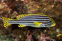 Plectorhinchus vittatus (Oriental Sweetlips)