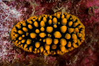 Phyllidia ocellata (Ocellated Phyllidia)