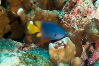 Pomacentrus philippinus (Philippine Damsel)