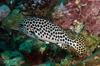 Plectorhinchus macrospilus (Andaman Sweetlips)