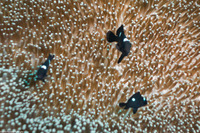 Dascyllus trimaculatus (Threespot Dascyllus)