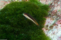 Ecsenius bicolor (Bicolor Coralblenny)