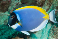 Acanthurus leucosternon (Powderblue Surgeonfish)