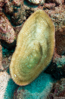 Lobactis scutaria (Oval Mushroom Coral)