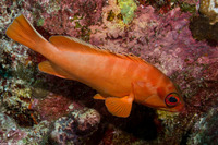 Epinephelus fasciatus (Blacktip Grouper)