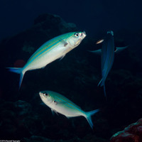 Caesio varilineata (Variable-Lined Fusilier)