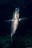 Caesio varilineata (Variable-Lined Fusilier)