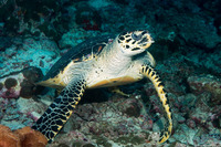 Eretmochelys imbricata (Hawksbill Turtle)