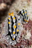 Phyllidia alyta (Phyllidia Alyta)