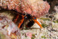 Calcinus gaimardii (Gaimard's Hermit Crab)
