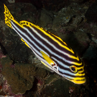 Plectorhinchus vittatus (Oriental Sweetlips)