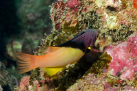Bodianus mesothorax (Blackbelt Hogfish)
