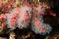 Nidalia simpsoni (Daisy Coral)