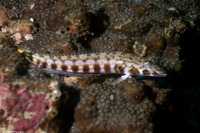 Parapercis clathrata (Latticed Sandperch)