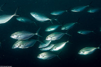 Alepes vari (Herring Scad)