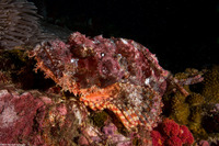 Scorpaenopsis oxycephala (Tasseled Scorpionfish)