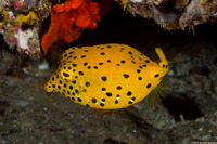 Ostracion cubicum (Yellow Boxfish)