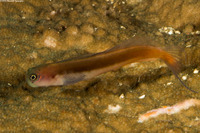 Ecsenius bicolor (Bicolor Coralblenny)