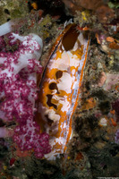 Spondylus varius (Variable Thorny Oyster)