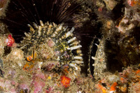 Pinctada margaritifera (Pacific Pearl Oyster)