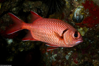 Myripristis berndti (Bigscale Soldierfish)