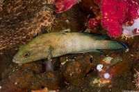 Cephalopholis polyspila (Starry Grouper)