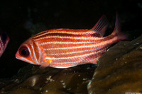 Sargocentron cornutum (Threespot Squirrelfish)