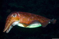 Sepia pharaonis (Pharaoh Cuttlefish)