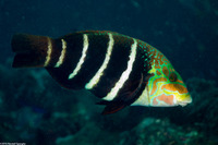 Hemigymnus fasciatus (Barred Thicklip)