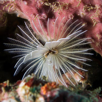 Sabellastarte spectabilis (Common Feather Duster Worm)